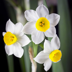 Fototapeta na wymiar Narcissus - The daffodils are small, white and have a pleasant aroma.