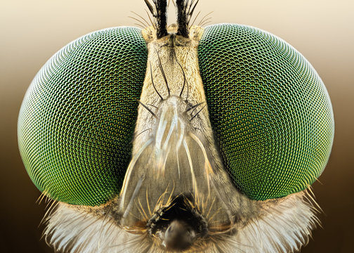 Extreme sharp and detailed macro of robber fly 