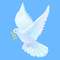 White dove is the symbol of a peace, blue sky