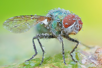 Sharp and detailed photo of Fly (Lucilia Spp. ) with morning dew