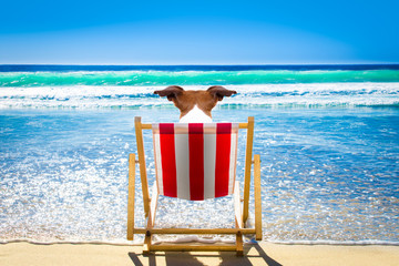 dog relaxing on a beach chair