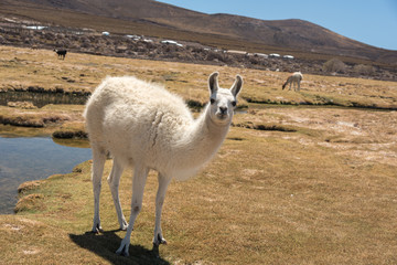 Fototapeta premium Cute llamas of Altiplano, Bolivia, South America