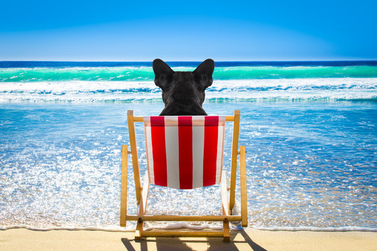 dog relaxing on a beach chair