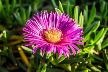 Big pink flower