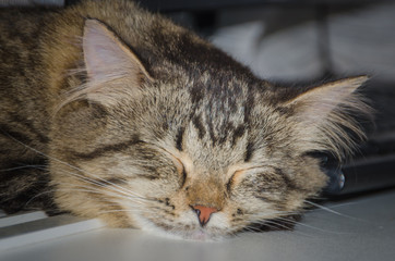close up, the domestic cat is sleeping near the keyboard