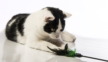 black and white cat close up on white background