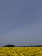 下北半島　春の横浜町