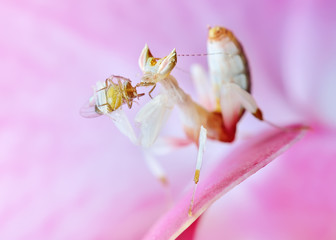 Hymenopus coronatus nymph L2 mantis macro with prey on orchid flower