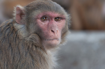 Wild monkey portrait closeup in Nepal