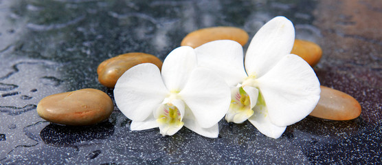 Fototapeta na wymiar Two orchid flowers and spa stones.