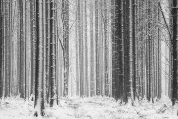 Naklejka premium Forest during snowfall