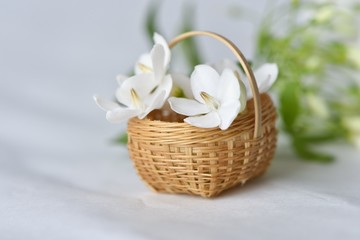 Obraz na płótnie Canvas Wrightia flower in tiny bamboo basket