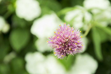 pink flowers in the garden