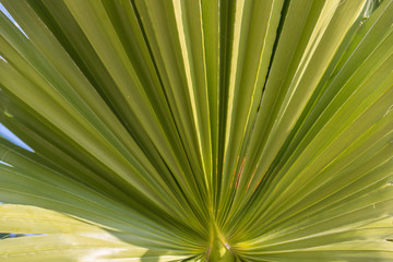 Fototapeta premium Petiole pattern of Traveller's Palm and leaf