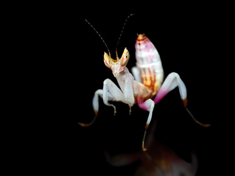 Hymenopus coronatus  mantis nymph on black background