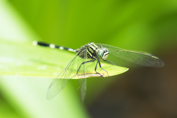 Dragonfly, animal, nature, macro,bug.