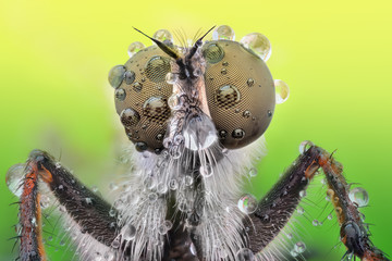 Extreme sharp and detailed macro of robber fly
