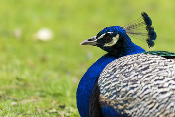 Obraz premium Sitzender blauer Pfau