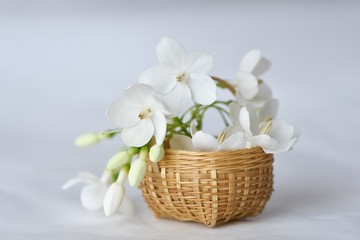 Wrightia flower in tiny bamboo basket