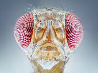 Drosophila melanogaster fruit fly extreme close up macro