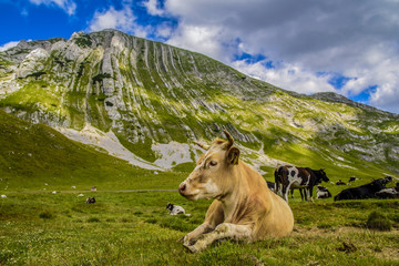 Beautiful landscape of Montenegro, Montenegro mountains, sea and mountains. Panorama