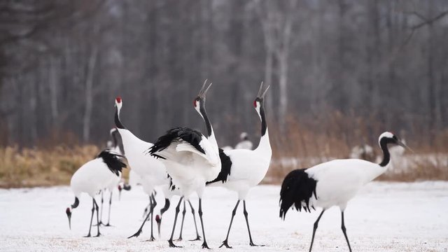 4k video of Beautiful Dancing and flying Red-crowned crane bird from kushiro hokkaido japan in winter season , Courting animal behavior