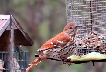 Thrasher Profile