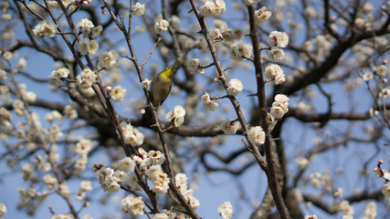 春を感じさせる梅の開花