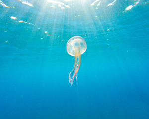 White jellyfish underwater, pelagia noctiluca
