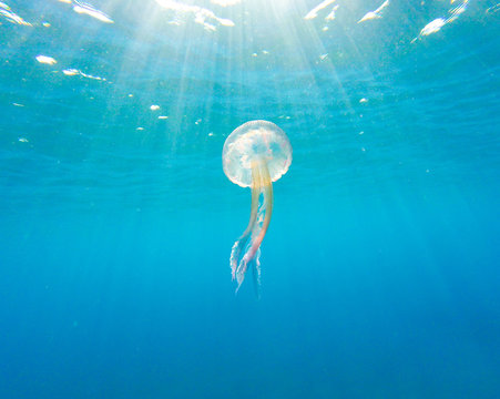 White jellyfish underwater, pelagia noctiluca
