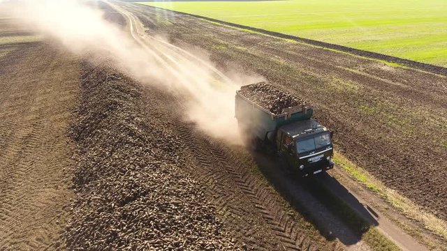 Aerial view of loaded truck riding along a pile of harvested beetroots of sugar beet. 4K