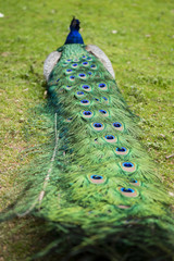 Ein sitzender Pfau von hinten auf einer Wiese