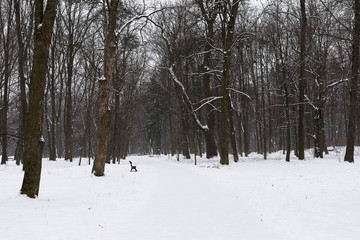 View on park in winter. Black and white nature in winter