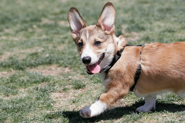 Smiling Corgi puppy running in the grass at the park