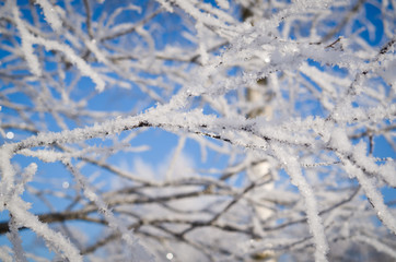 Iced branches of trees