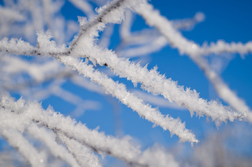 Iced branches of trees