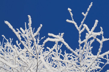 Iced branches of trees
