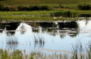 Pond Scene with Geese