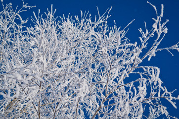 Iced branches of trees