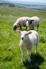 English rural landscape in with grazing lamb