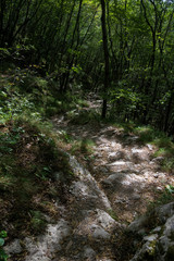 Fototapeta premium path in the forest