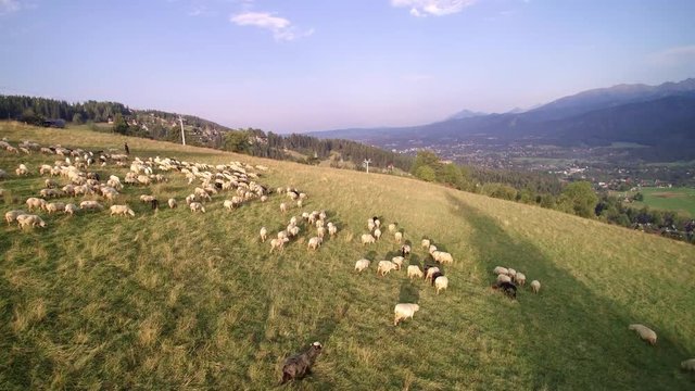 Sheep from the air -  Tatry mountains