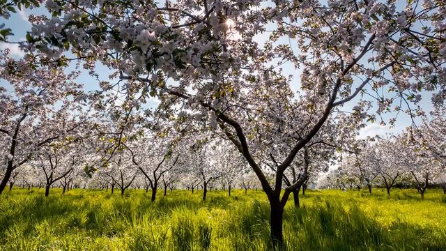 Fantastic apple orchard the blooming in springtime. Time lapse clip.