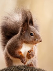 Red squirrel, Sciurus vulgaris, Cute arboreal, omnivorous rodent . Portrait of eurasian squirrel in natural environment.