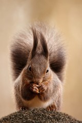 Red squirrel, Sciurus vulgaris, Cute arboreal, omnivorous rodent . Portrait of eurasian squirrel in natural environment.