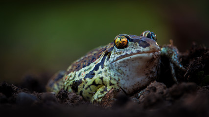 Frog (right)