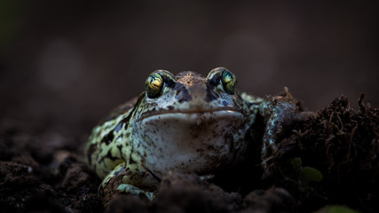 Frog (close up)