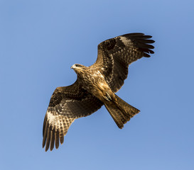 The steppe eagle