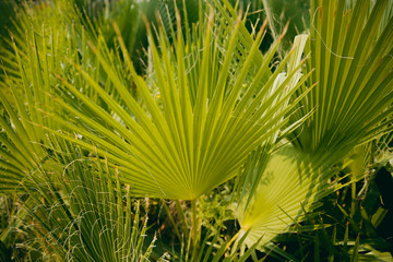 Close-up of palm leaves, concept summer, rest