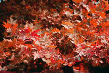 Close-up of autumn red yellow leaves of Canadian maple. Concept approaching autumn